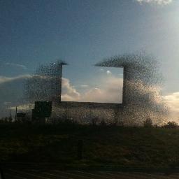 reedwallsmith's profile picture. musician/composer.  tweeting at @bluecranes