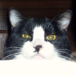 🐱