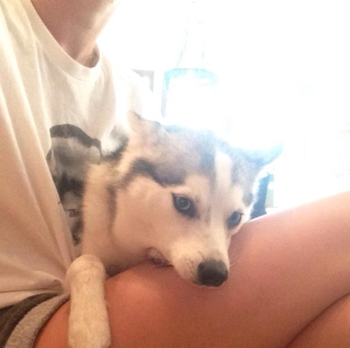 Just a regular dog...with an amazing owner named Miley :)