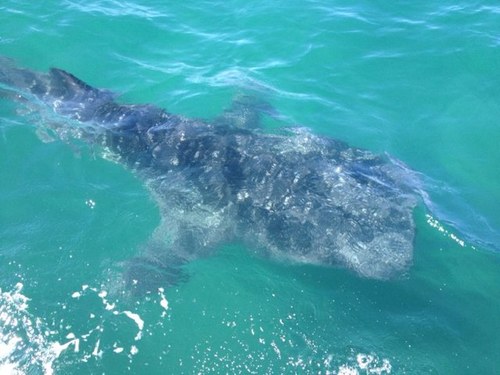 AntonioAFrausto's profile picture. 