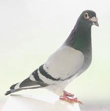 Bill's famous pet racing pidgeon, faked own death, currently in hiding.
