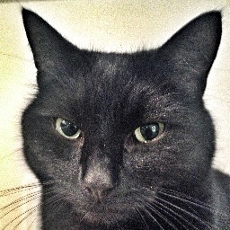 I am Dr Pepper, or The Doctor- I am Dom Joly's cat and recently I have dedicated one of my nine lives to insulting Donald Trump