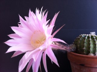 xamontarupt's profile picture. 