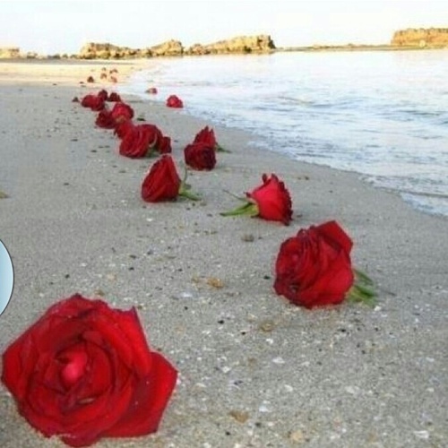 Gmc5599's profile picture. سكر نبات