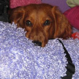 LuluGarni's profile picture. Iam Lulu an I com from Sardinia. Muwv to uk 2012 wit ma dad. Ma enlish isun purfict buri am lern.