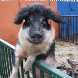 A fabulous traditional farm in a beautiful setting where fun, fresh air and farming go hand in hand. Animals and extensive play areas for a great day out!
