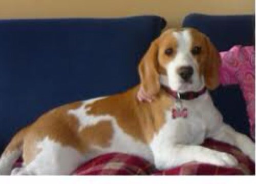 beagle_amigos's profile picture. Comunidad de amigoa y protectores de los baegle