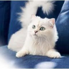 Spotmark07's profile picture. I am cat lover and tea drinker. I'm interested in seo and marketing