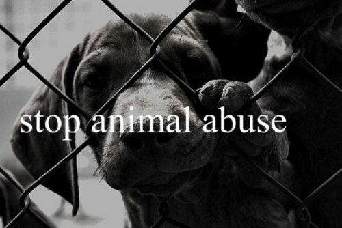 This is our new Twitter! Follow if you're Against Animal Cruelty! Our Facebook page is coming soon also our website! Lets join together to stop animal cruelty!