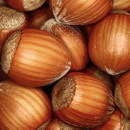 Haley Argen & Thom O'Dell propagate, grow, promote and research hazelnut trees and other perennial food-producing plants in BC.  Improve your world with plants!