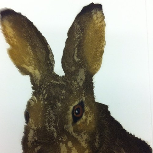 Printmaker. Hooked on hares.