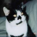 Ellen Norris - @Ragdolly214 - Twitter