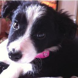 GwenLloyd69's profile picture. I was born on the May 2012,I love my owners especially when they take me on long walks. If u see me don't touch my ball...ITS MINE!!!!!!!!