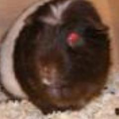 EvePiggie's profile picture. im a pig a very spoiled pig! guinea pigs rule follow mommy @morgyn_odonnell and james! @partyguinea kisses to you and your mommys!