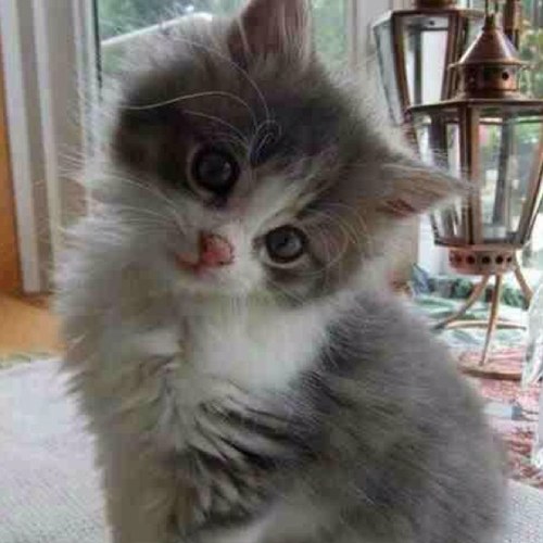 AndreeaKeller's profile picture. 