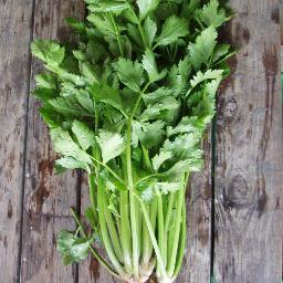 MartyCelery's profile picture. http://t.co/kaW6fUjxZW