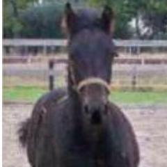 To provide cost effective and beneficial services to horse owners and entrepreneurs, so that increased profit is achieved and the welfare of horses is improved.