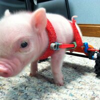 Chris P. Bacon (@chrispbaconpig) 's Twitter Profile Photo Chris P. Bacon (@chrispbaconpig) 's Twitter Profile Photo
