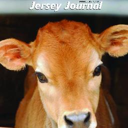 Jersey Journal