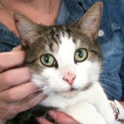 Oasis Animal Rescue On Twitter Zizhu Young Husky German