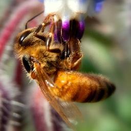I shoot bees;). With my camera, silly. I also tweet about my sisters in an effort to save us, and the planet. (I am @jandroid's inner bee;).