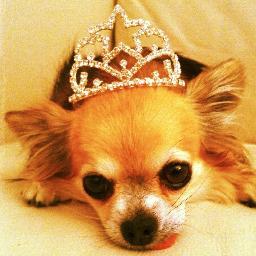 FattytheChi's profile picture. I'm Fatty D. the fashionable Chi! My mum @ishiinyc rescued me from a puppy mill & now I'm a Park Avenue Princess! Follow me on my adventures around the world!