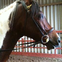 Interests are cricket - Ayr CC / horses - qualified instructor. Married to John and we have 3 sons.