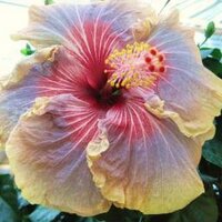 Barbara Wallace (@barbwallce) 's Twitter Profile