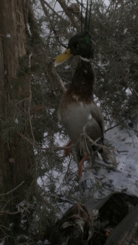 Prostaffer for final pass outdoors                     waiting for duck season to be here