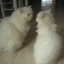 Gerard Soto Jové - @GerardSotoJove - Twitter