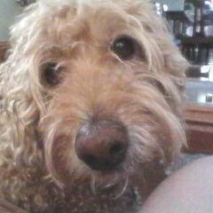 Friend of animals (and their friends), justice, good causes, the environment and I'm against corruption in any form USA