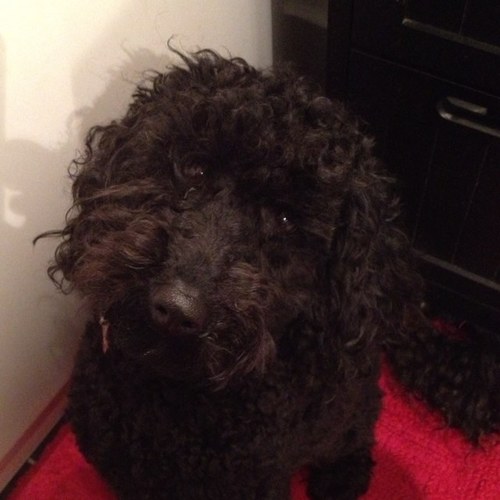 Hi, my name is Maisie.  I love walks, playing and eating treats!