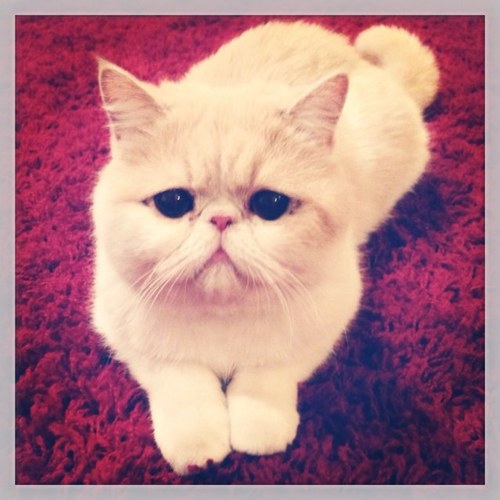 ClarabelleTalks's profile picture. Just because you have paws doesnt mean you cant be fabulous... Or Tweet. Meow.