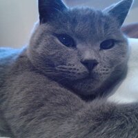 Henry's Cat (@henryandmikey) 's Twitter Profile