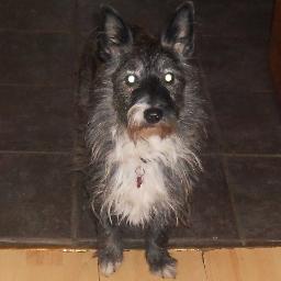 I am a terrier and I live in Dublin Ireland. I am all terrier half westhighland and half cairn. I am scared of most things especially fires. I really love opera
