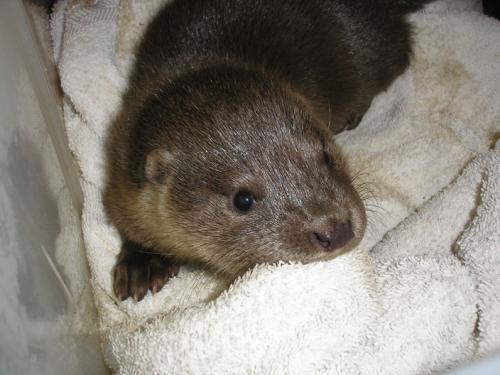 The Wiltshire Wildlife Hospital provides a 24-hour rescue and advice service for Wiltshire’s wildlife - call 07850 778752
