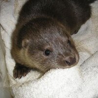 Wiltshire Wildlife (@wiltshirewild) 's Twitter Profile