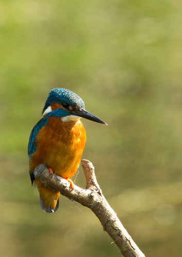 Nature photographer in the Cambridgeshire area