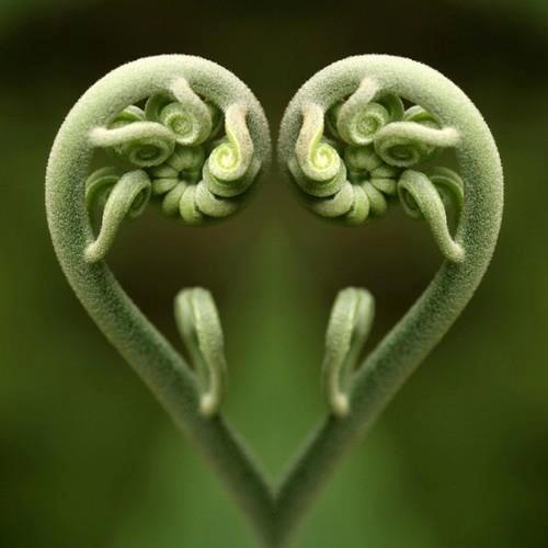 FiddleheadsSD's profile picture. Salon