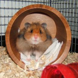 Hansard_Hamster's profile picture. The world's most Parliamentary rodent.