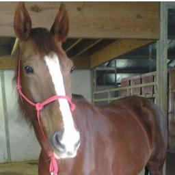 Just a simple country girl who loves her family,friends,and her horse. :)