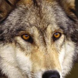 wullrich's profile picture. 