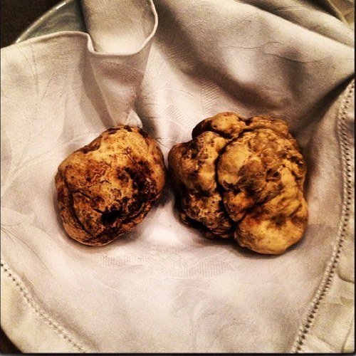 We provide the finest restaurants with premier fresh truffles and truffle products. Email thetruffledealer@gmail.com for more information.