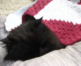 CatterPants's profile picture. 