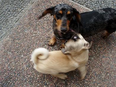 PugSundFamily's profile picture. Mini dachshund and Pug proud parents to 5 puppies :)