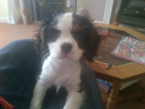 FoulkesAlun's profile picture. Mad Villa and Racing fan!