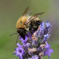 UK Wildlife (@loveukwildlife) 's Twitter Profile