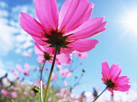 yentaulank's profile picture. 