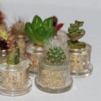MiniCACTUS France (@minicactus) 's Twitter Profile
