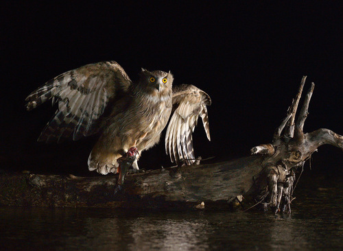 suprvladimir's profile picture. 